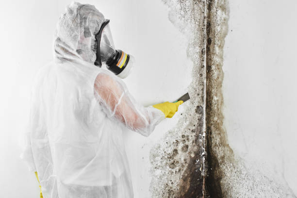 Best Localized Mold Remediation (e.g., coastal areas, humid climates) in Seven Lakes, NC