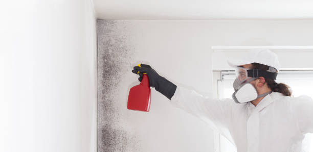 Best Residential Mold Remediation in Seven Lakes, NC