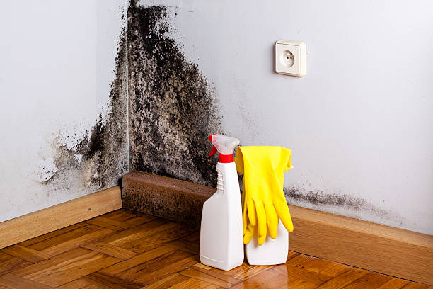 Best Black Mold Remediation in Seven Lakes, NC